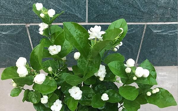 容易过冬的室内植物 怎么养殖 容易过冬的室内植物 怎么养殖
