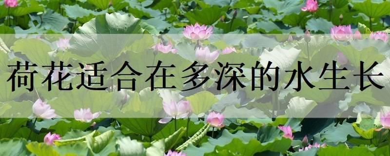 水草怎么养 注意事项有哪些 水草怎么养 注意事项有哪些