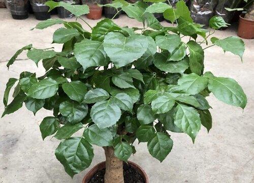 幸福树落叶是什么原因造成的（下面大量掉叶子怎么补救）