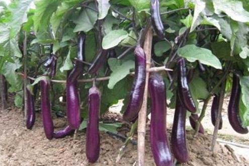 夏秋豇豆防虫网覆盖栽培 病害防治措施简介 夏秋豇豆防虫网覆盖栽培 病害防治措施简介