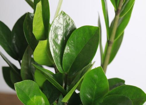 金钱树多久浇一次水