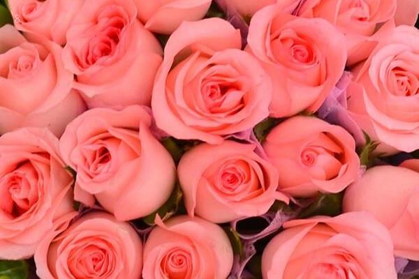 玫瑰花不想丢掉怎么办 如何处理不浪费 玫瑰花不想丢掉怎么办 如何处理不浪费