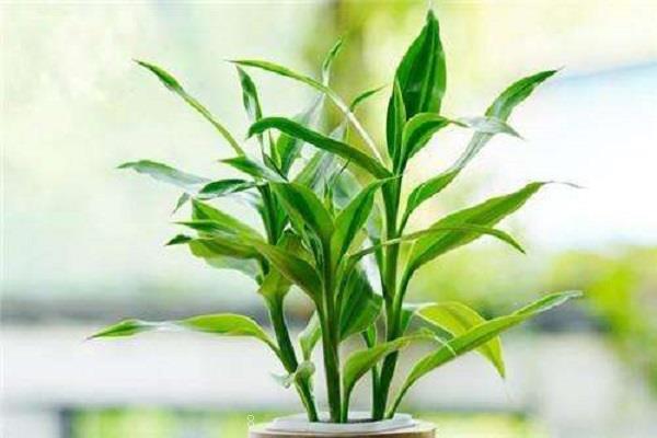 最好养的水培花 养护方法及注意事项 最好养的水培花 养护方法及注意事项