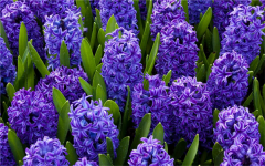 风信子怎么养 一年开几次花