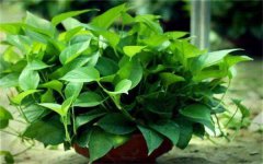 绿植盆栽需要换盆吗 如何快速换盆不伤根