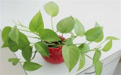 成都市哪里有卖绿植的 批发绿植哪里便宜