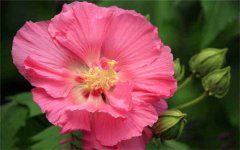 芙蓉花为什么开花蔫 叶子蔫了怎么办