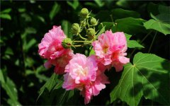 芙蓉花需要什么土质 怎么养殖