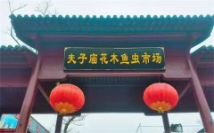 江苏哪里有卖绿植的 什么地方卖绿植便宜	