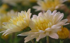 菊花是春季开花吗 开花后如何管理
