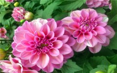 春季开红花的宿根花卉有哪些 如何养殖