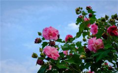 芙蓉花怎样养好 养殖方法大全