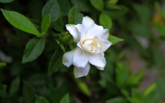栀子花叶子发黄怎么办 是什么原因导致的