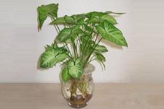 2025年盆栽植物怎么养 盆栽花盆选择注意事项