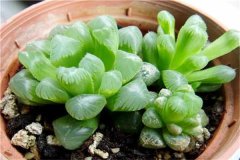 2025年属鸡的今年多大 幸运植物和幸运花是什么