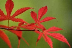 好听的微信昵称 2025年最霸气的微信网名