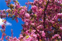 2025年日本樱花什么时候开 花期预测