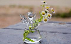 水培植物怎么养 怎么样才能养好