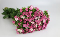 相思梅的花语是什么 有哪些寓意