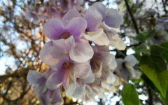 泡桐花的花语是什么 有什么传说