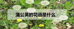 蒲公英的花语是什么 有什么寓意