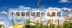 小邹菊花语是什么意思 有哪些传说
