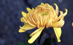 菊花代表什么象征意义 花语是什么