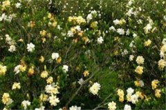 栀子花花语是什么 有哪些寓意象征