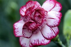 适合送老师的花 花语是什么