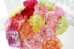 学生送老师什么鲜花比较好 教师节最适合送老师的花