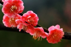 梅花花语是什么 象征什么意义