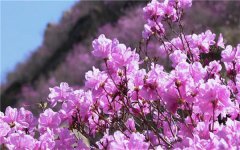 紫色杜鹃花的花语是什么 有哪些寓意