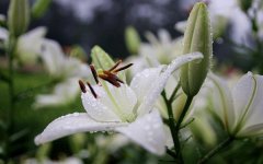 白色百合花语有哪些 寓意是什么