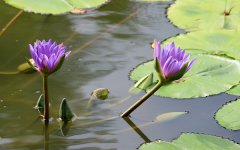 紫色莲花的花语是什么 象征意义有哪些