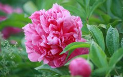 2025七夕的代表花是那种 花语是什么