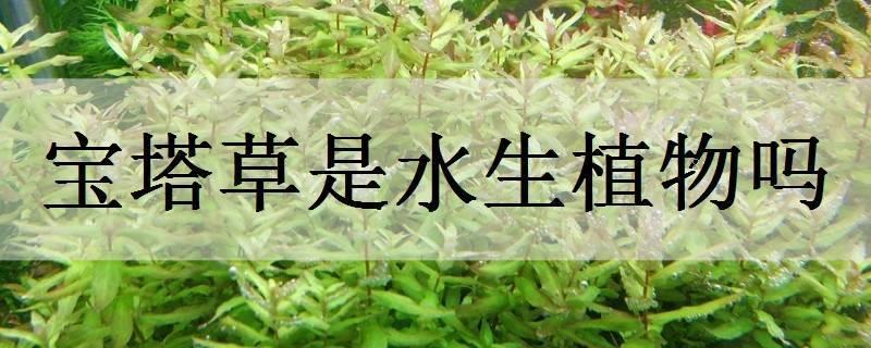 皇冠草是水生植物吗 皇冠草是水生植物吗