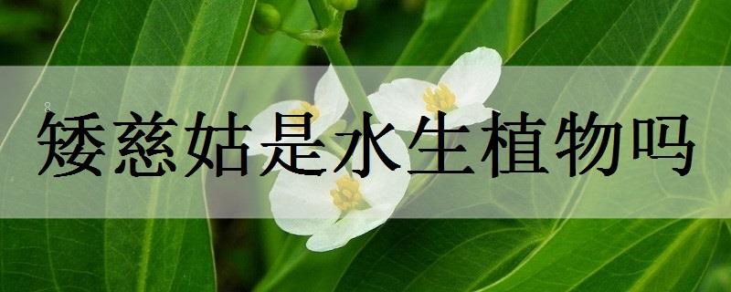 埃及莎草是水生植物吗 埃及莎草是水生植物吗