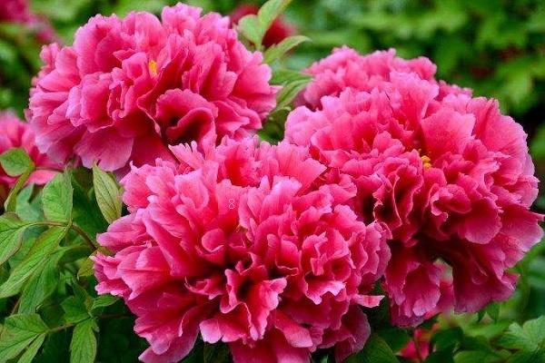 蝴蝶兰的花语是什么 适合送给哪些人 蝴蝶兰的花语是什么 适合送给哪些人
