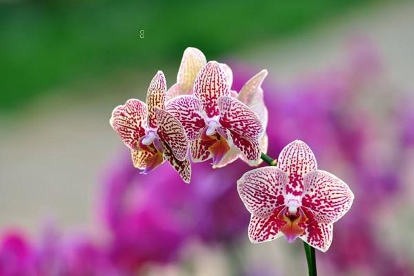 郁金香花语和寓意 适合送给哪些人 郁金香花语和寓意 适合送给哪些人