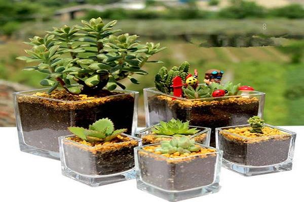 如何做盆景植物 哪些植物做盆景好看 如何做盆景植物 哪些植物做盆景好看