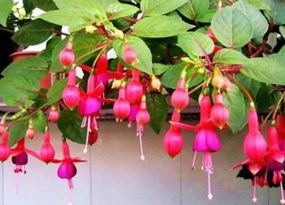 牵牛花叶子蔫了怎么办 打蔫原因及补救方法