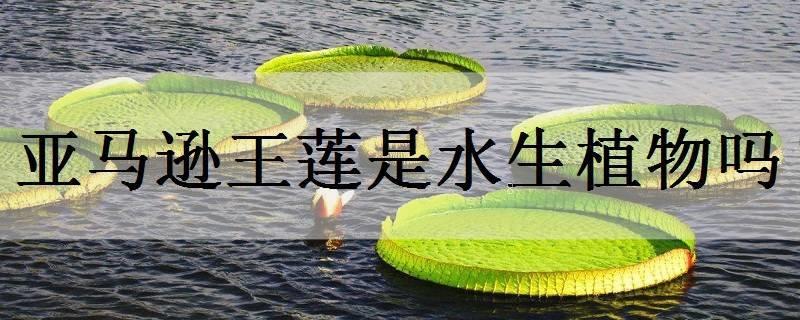 克鲁兹王莲是水生植物吗 克鲁兹王莲是水生植物吗
