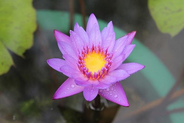 芦苇唯美图片 高清芦苇图片欣赏 芦苇唯美图片 高清芦苇图片欣赏
