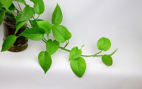 栀子花叶子发黄怎么办 是什么原因导致的 栀子花叶子发黄怎么办 是什么原因导致的