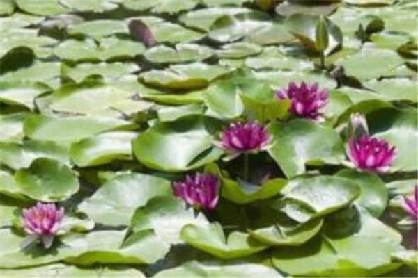 碗莲可以一直水养吗 水培会开花吗 碗莲可以一直水养吗 水培会开花吗