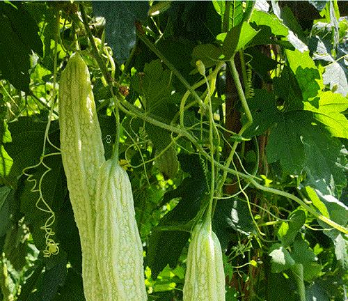无花果病虫害防治技术 常见防治方法与措施