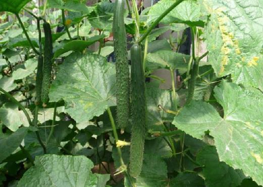 4月适合种植什么水果 水果养殖注意事项 4月适合种植什么水果 水果养殖注意事项