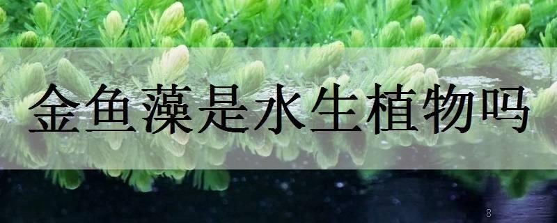 绿菊花是水生植物吗 绿菊花是水生植物吗
