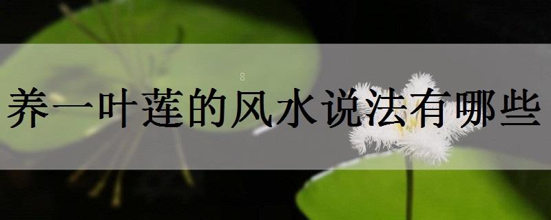 碗莲最好种的几个品种是什么 碗莲最好种的几个品种是什么