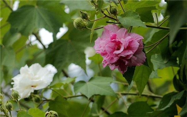 植物芽儿过冬方式大全 具体有哪些 植物芽儿过冬方式大全 具体有哪些